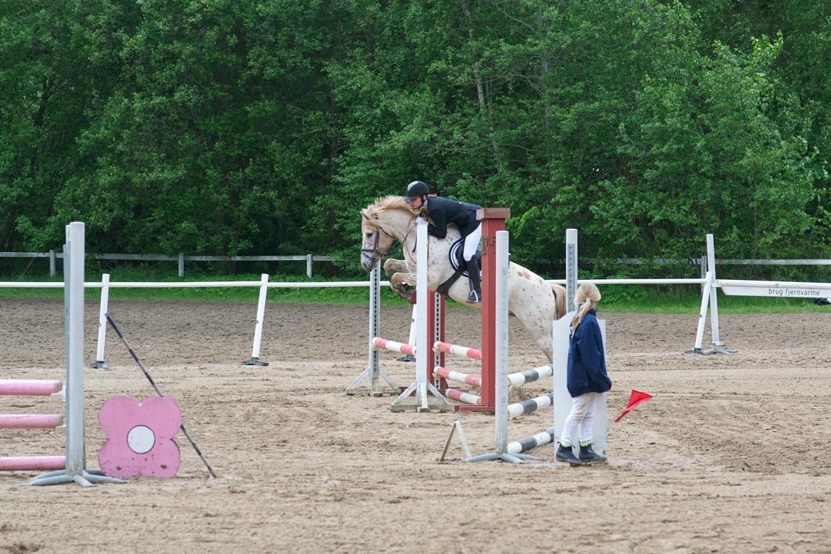 Knabstrupper Hidalgo - Fra vores 3. stævne sammen , kun meningen vi skulle springe 70 men det er lidt federe at springe 90 åbentbart ;D billede 11