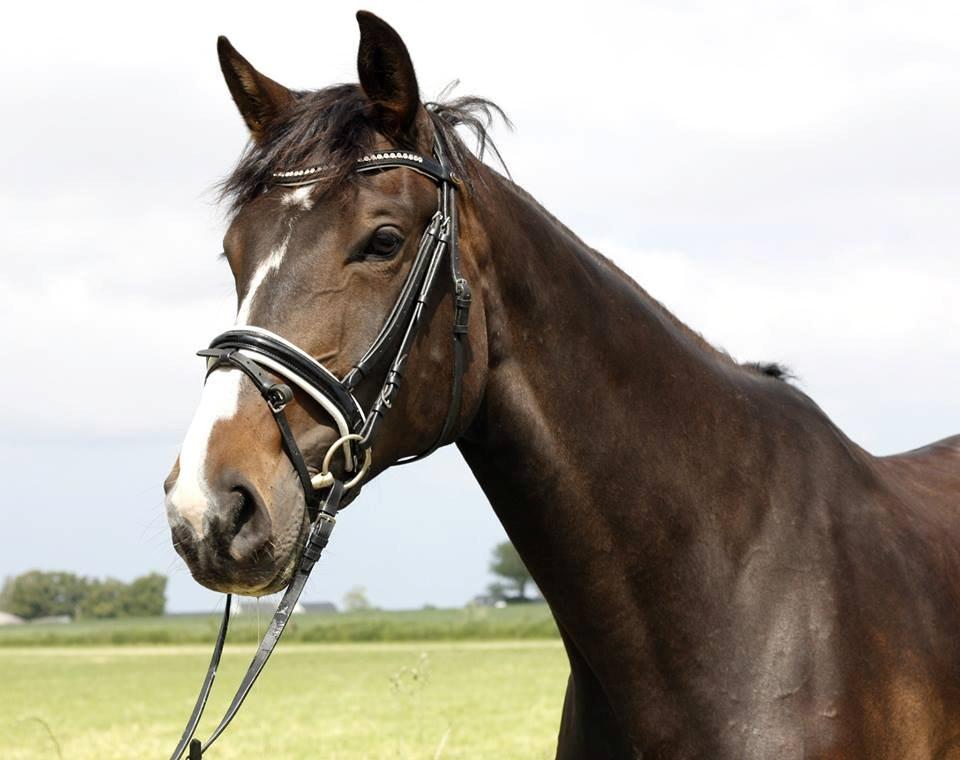 Hannoveraner Linnebjerg's Dollar Girl -  Højlund-Photography © billede 16