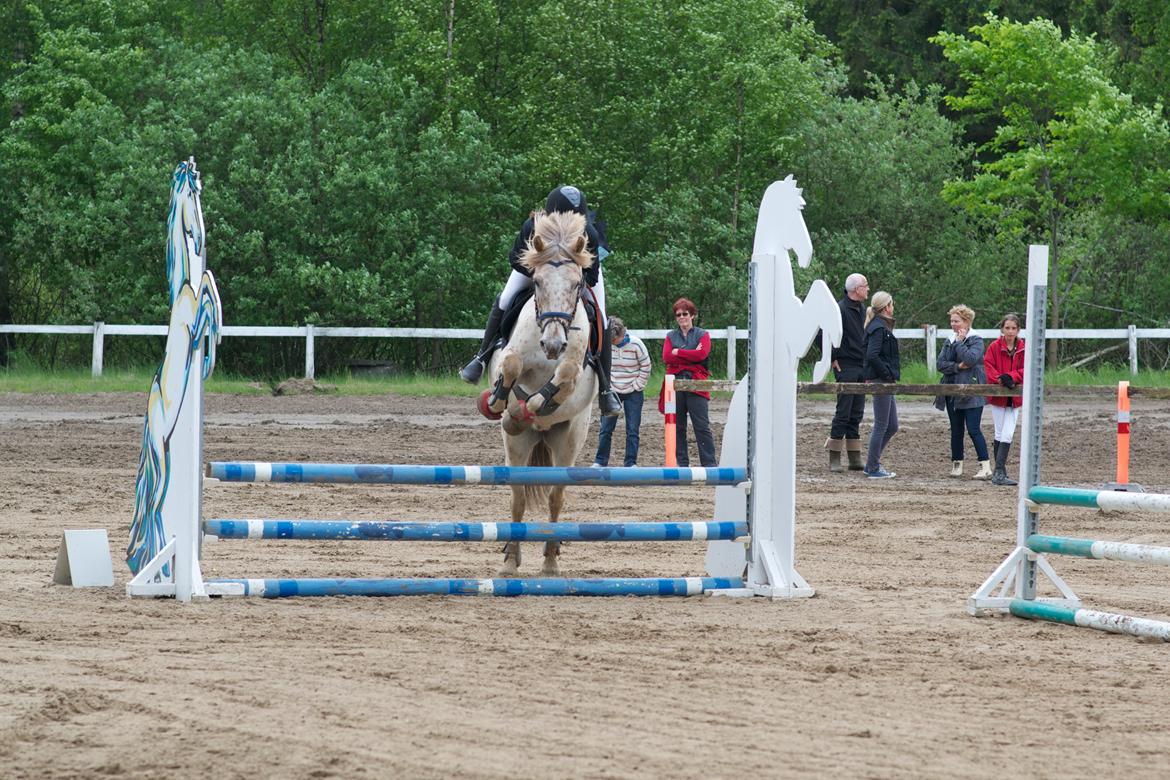 Knabstrupper Hidalgo - Min smukke pony <33333 billede 6