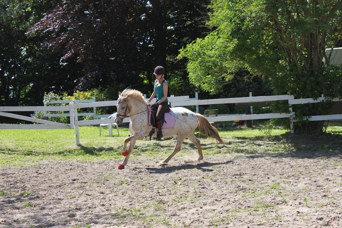 Knabstrupper Hidalgo - Dressur hjemme på banen (; billede 2