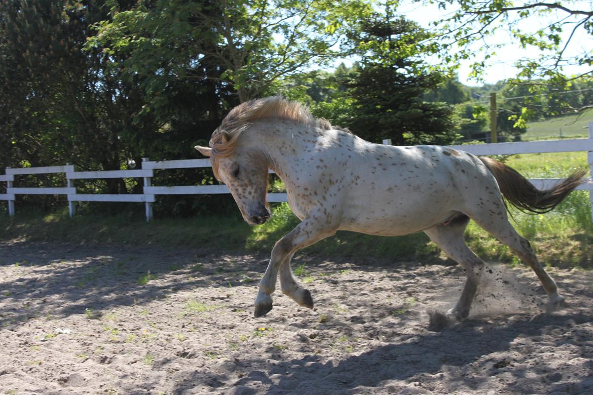 Knabstrupper Hidalgo - :-* billede 8