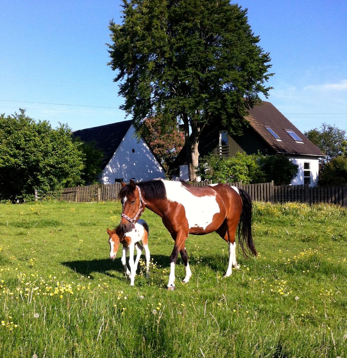 Anden særlig race Ameysing <3 - Amy og hendes nyfødte hingsteføl! billede 1