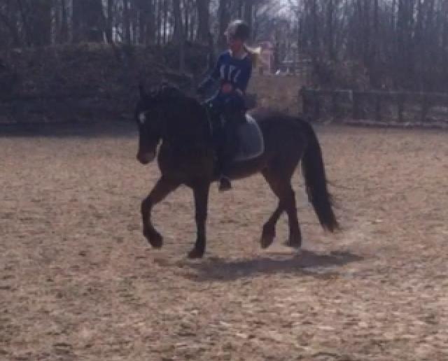 Welsh Cob (sec D) Låddenhøjs Donnovan billede 4