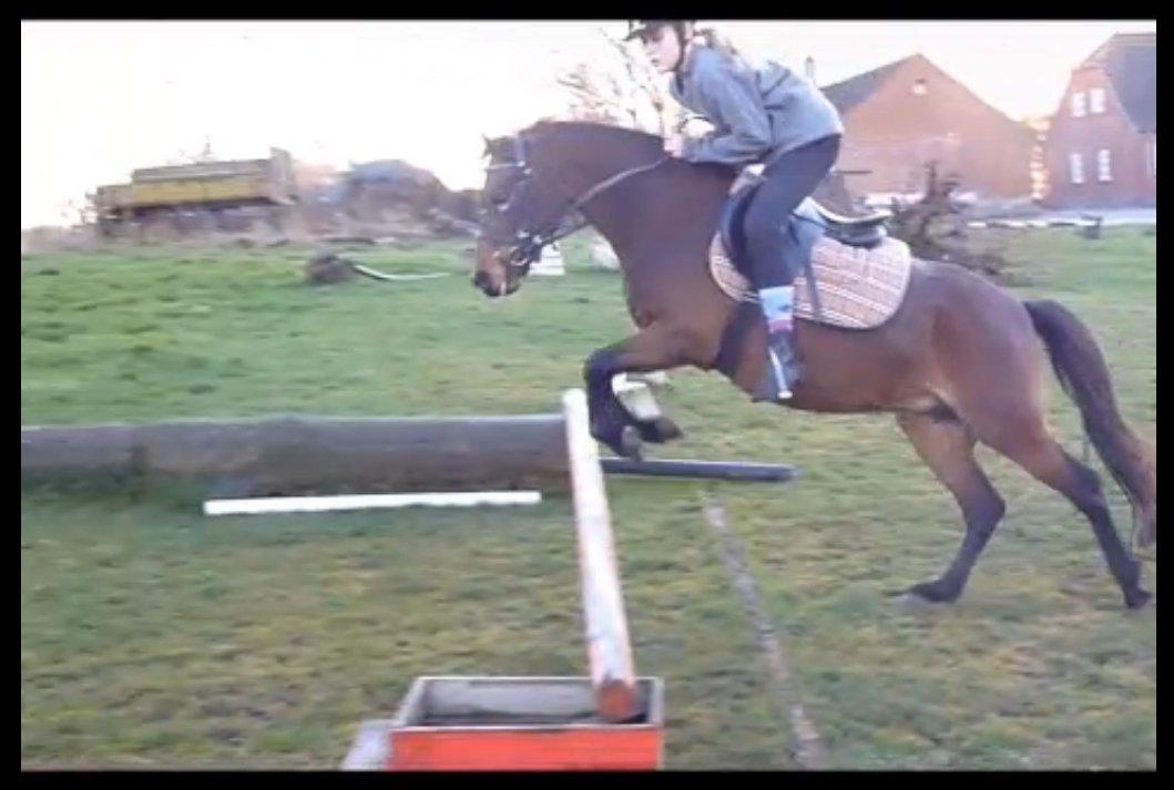 Welsh Pony (sec B) Skovbjergs Zenea - Savner dig :'c billede 20