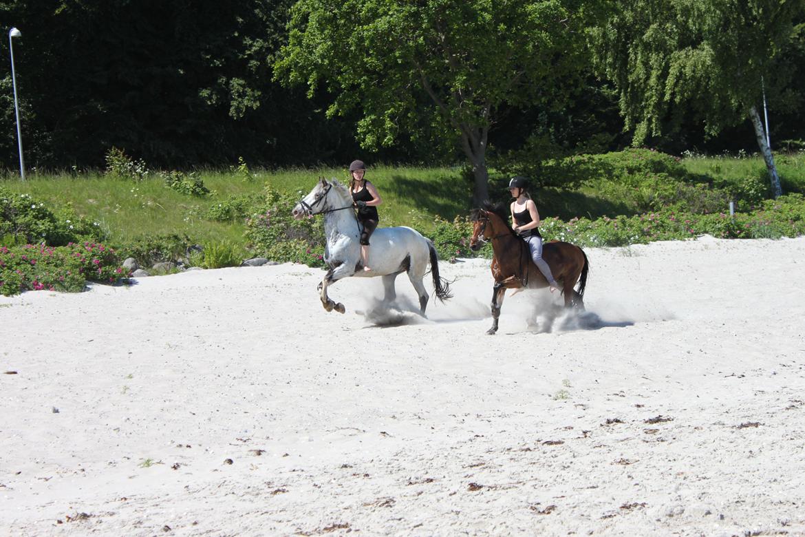 Knabstrupper Rikke af Dutterup<3 - Synes det er et møg fedt billede! Med sandet der sprøjter og hestene der bare er så ivrige for at komme frem... Det kan kun anbefales at ride på stranden! (; billede 9