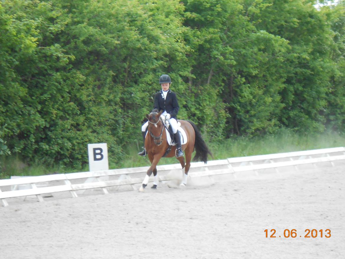 DSP Sultan fra Højbo<3 billede 11