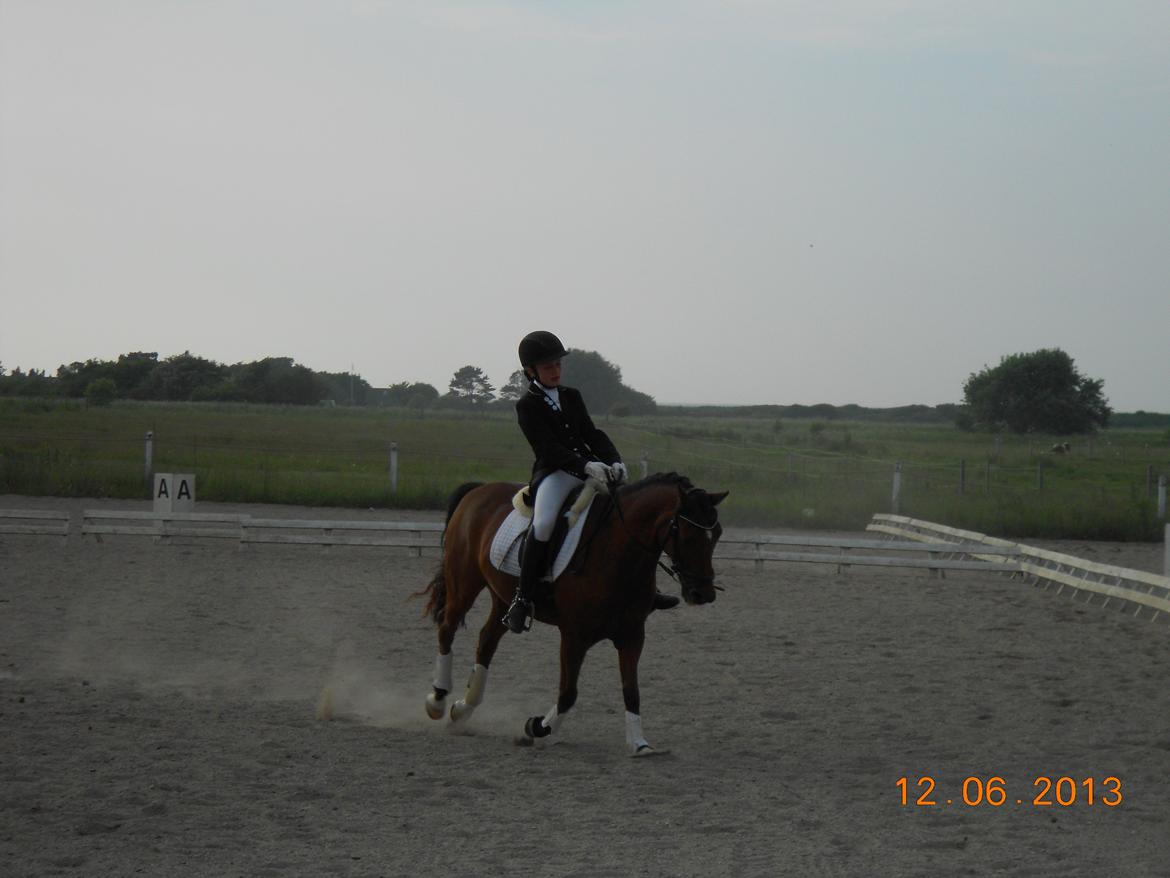 DSP Sultan fra Højbo<3 billede 9