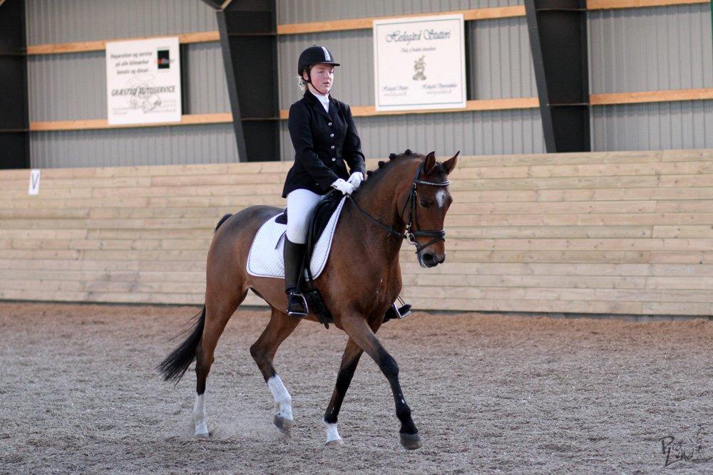 Hollandsk Sportspony Andorra *B-pony* Solgt billede 3