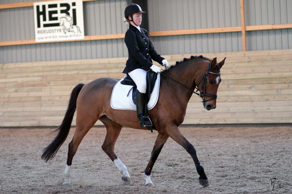 Hollandsk Sportspony Andorra *B-pony* Solgt billede 15
