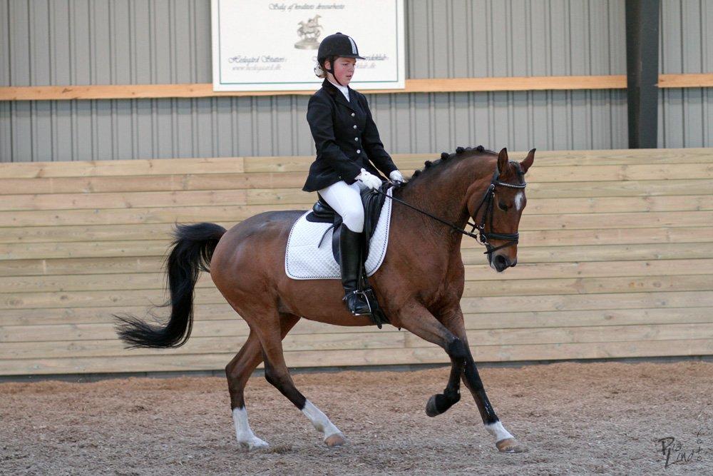 Hollandsk Sportspony Andorra *B-pony* Solgt billede 20