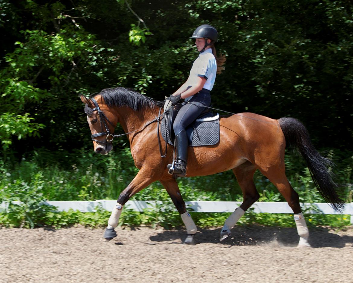 Hollandsk Sportspony Andorra *B-pony* Solgt billede 6