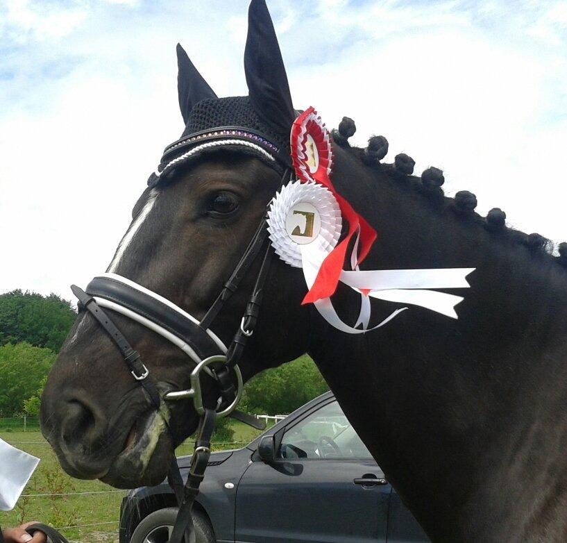 Welsh Partbred (Sec F) Chili´s Zappa billede 3