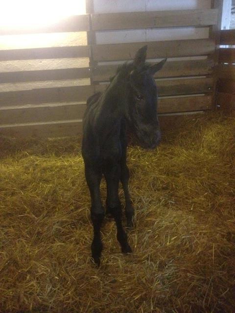 Hannoveraner Für Furisto - 1 dag gammel billede 1