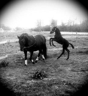 Hannoveraner Für Furisto - Første tur med mor i longen billede 2