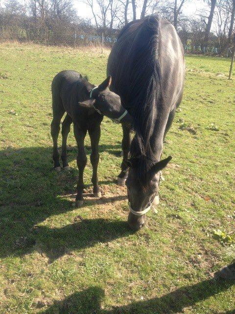 Hannoveraner Für Furisto - 1 uge gammel billede 3