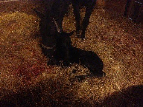 Hannoveraner Für Furisto - 2 timer gammel billede 4