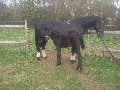 Hannoveraner Für Furisto - Første tur med mor i longen billede 5