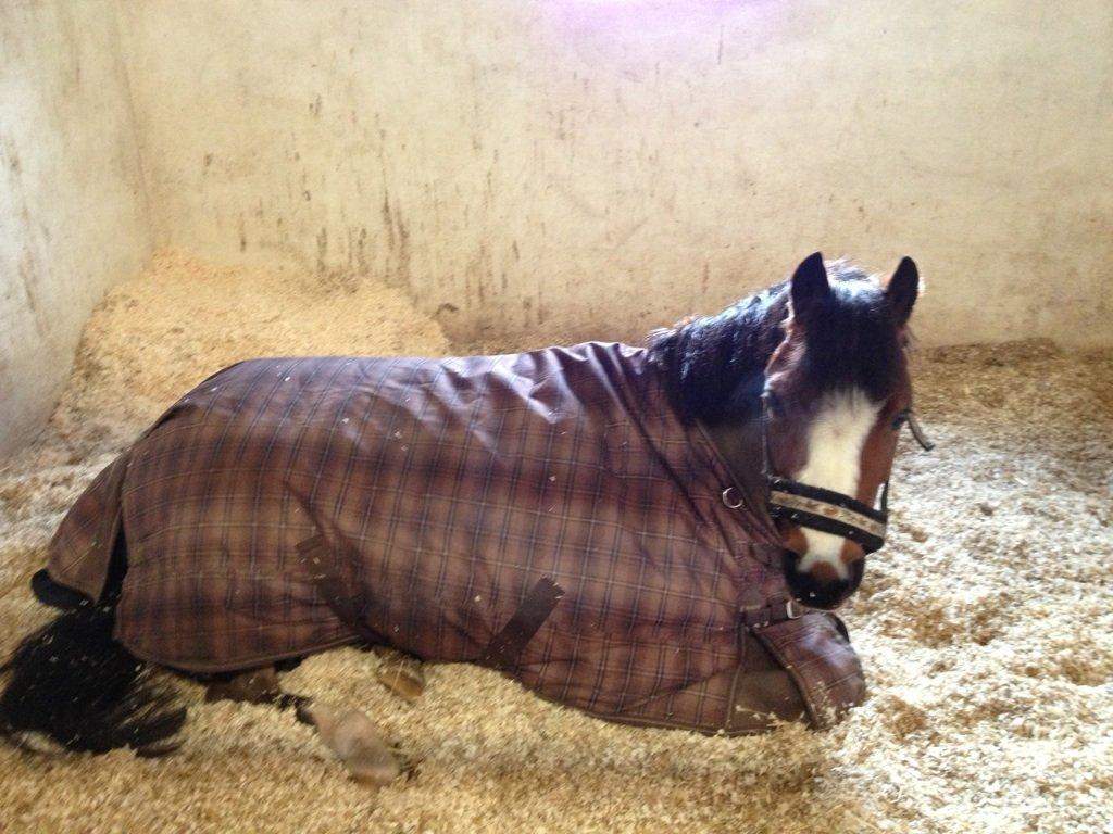 Welsh Pony (sec B) Sille  *A-pony* - Min lille ponze er træt billede 14
