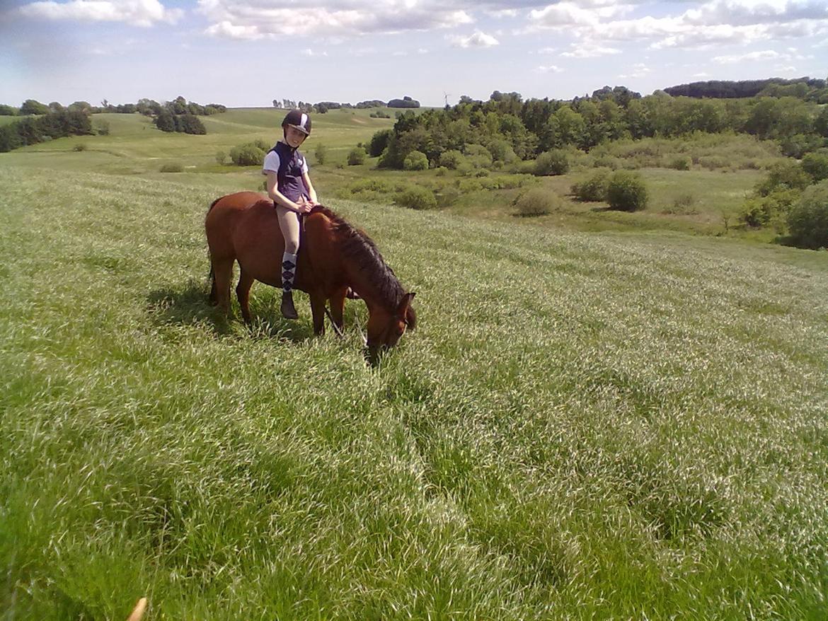 Welsh Pony (sec B) Sille  *A-pony* - vi får lige lidt græs på turen billede 17