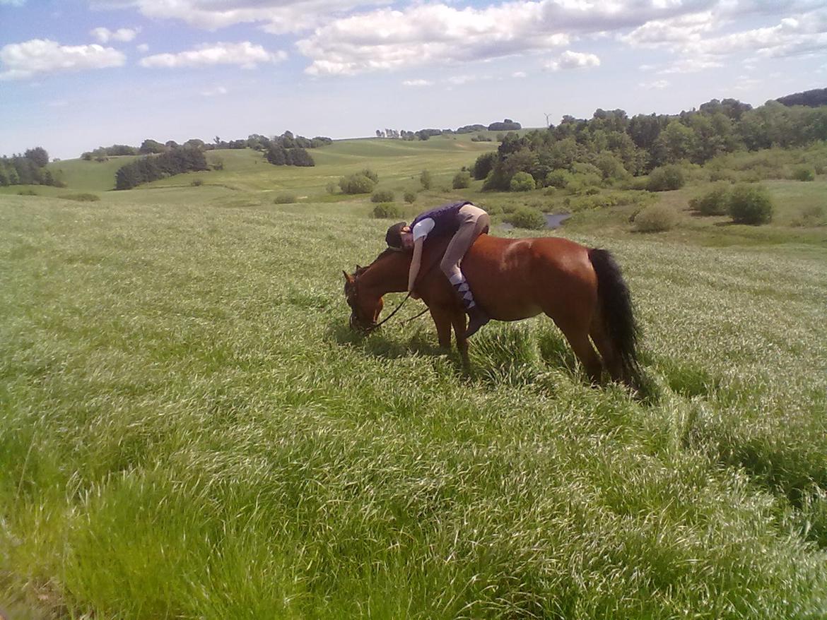 Welsh Pony (sec B) Sille  *A-pony* - jeg elsker dig og det ville jeg altid gøre billede 18