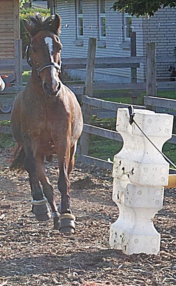 DSP Kahsmir SOLGT billede 16