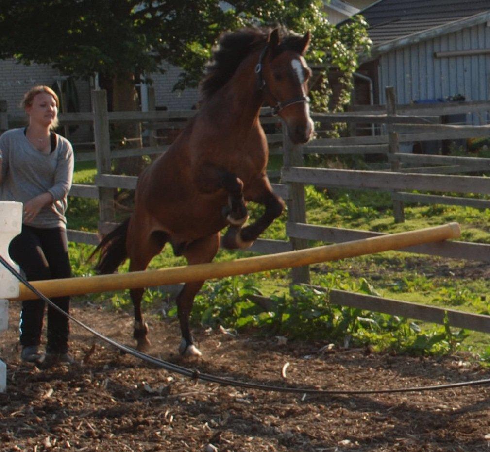 DSP Kahsmir SOLGT billede 17