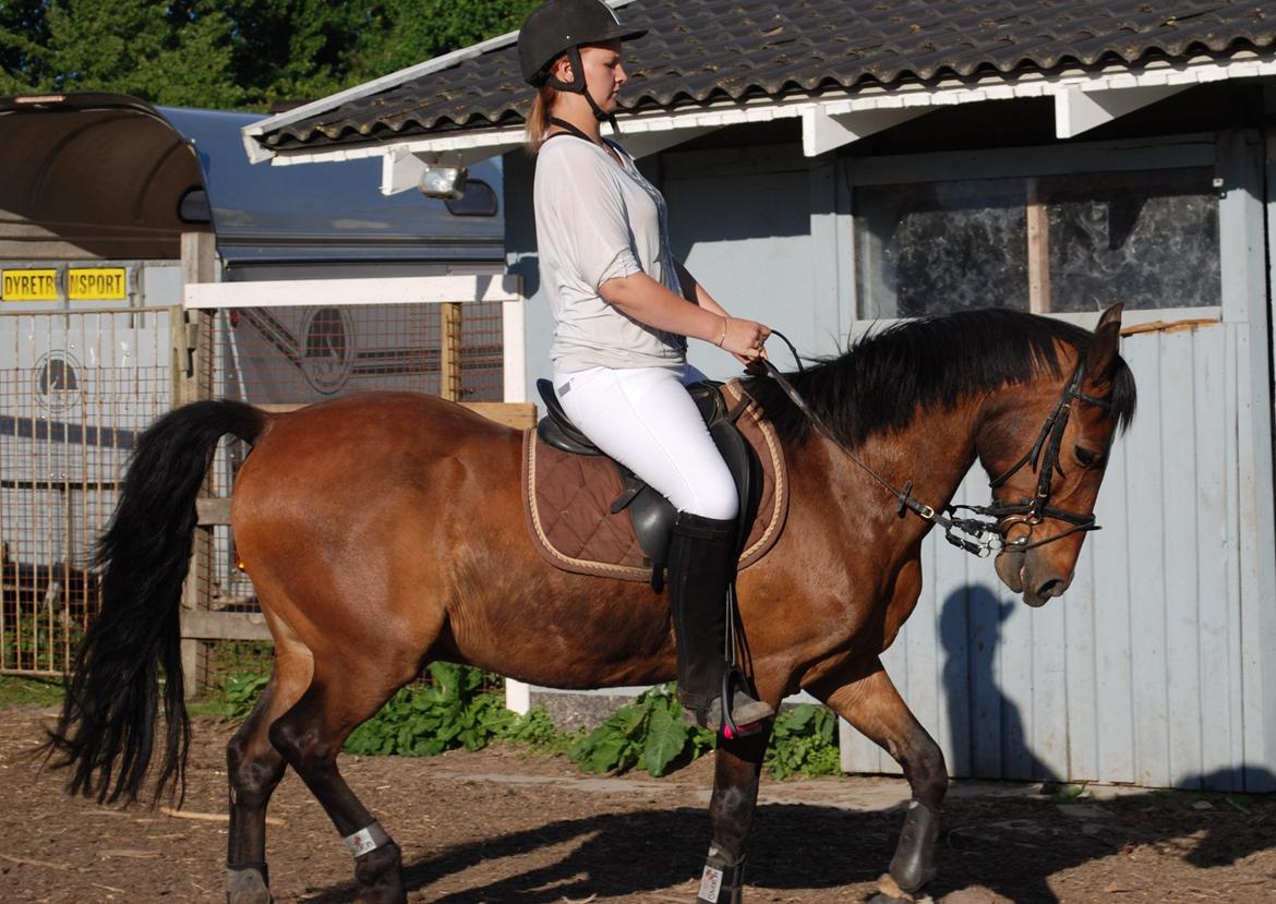 DSP Kahsmir SOLGT billede 18