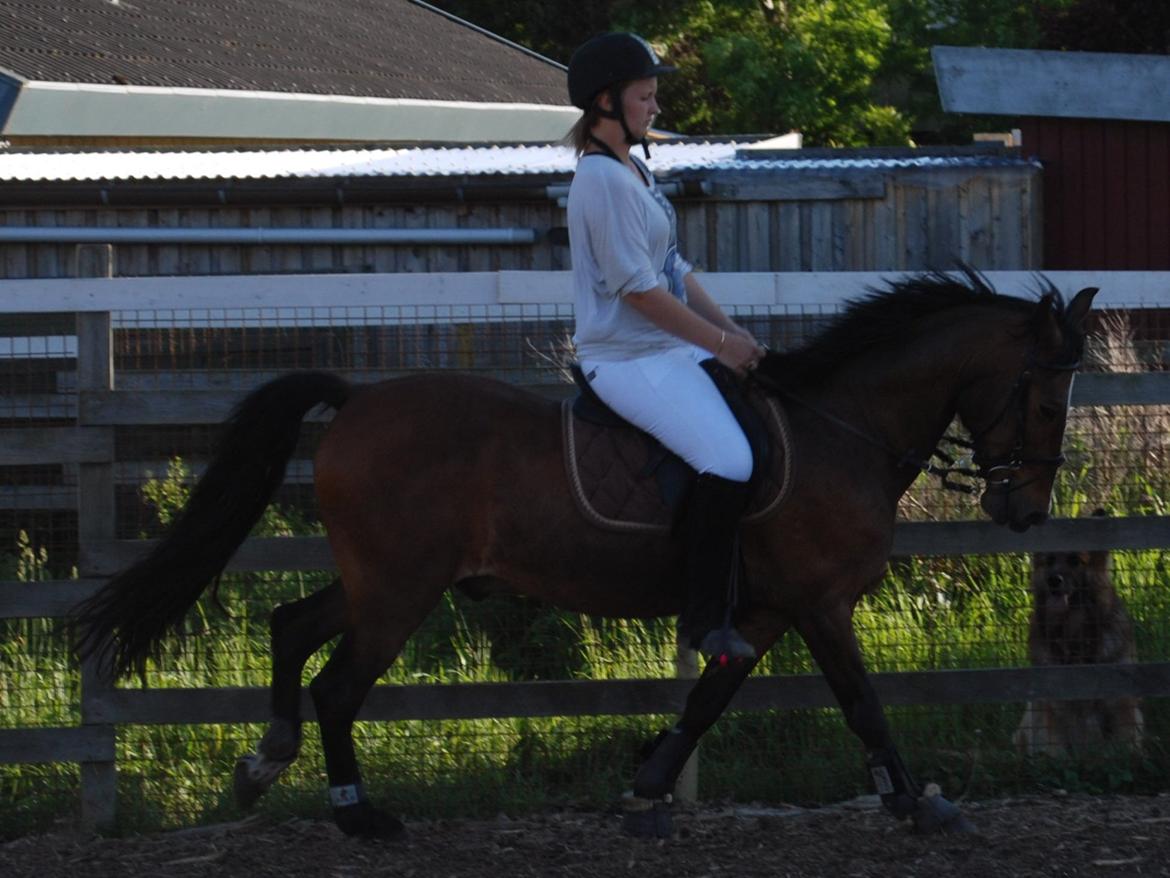 DSP Kahsmir SOLGT billede 19