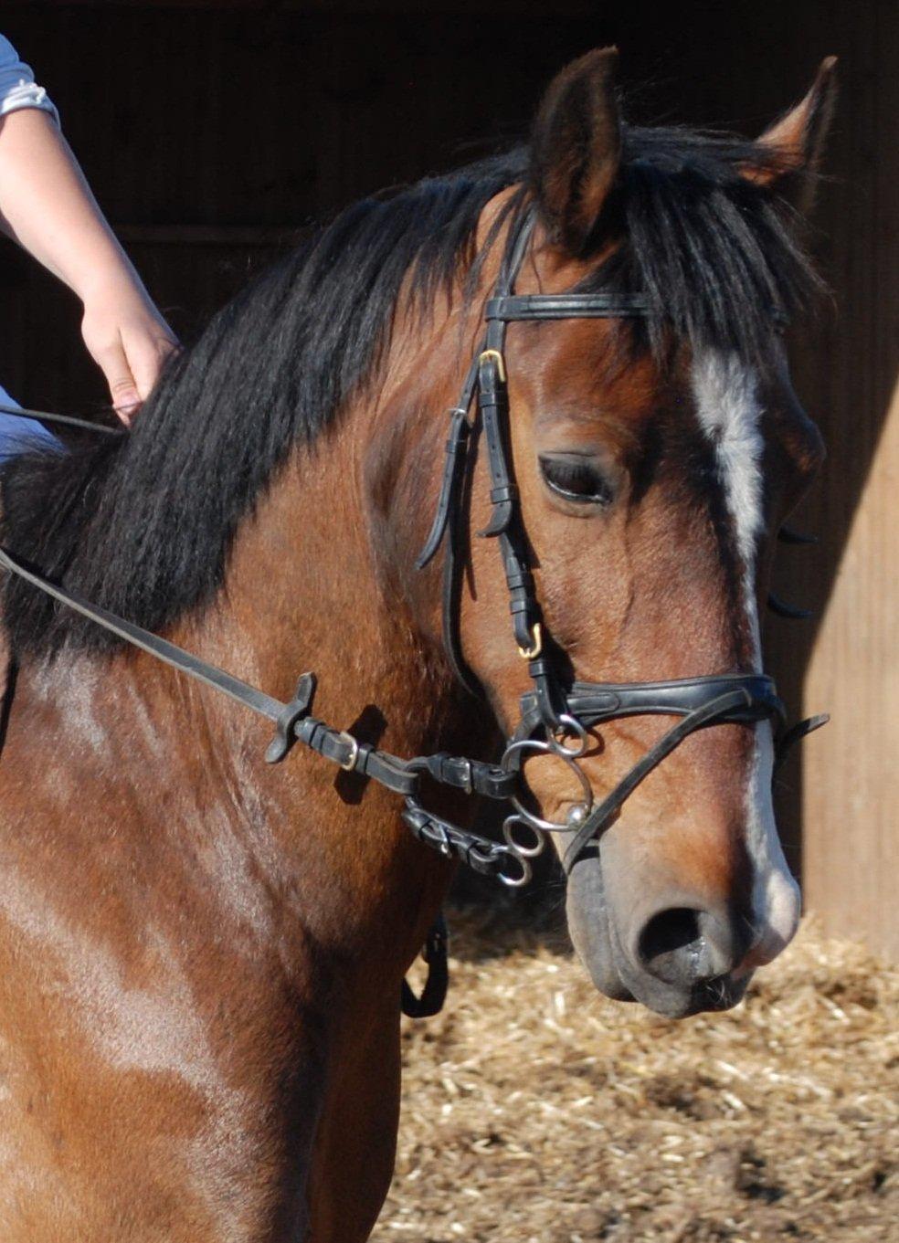 DSP Kahsmir SOLGT billede 20