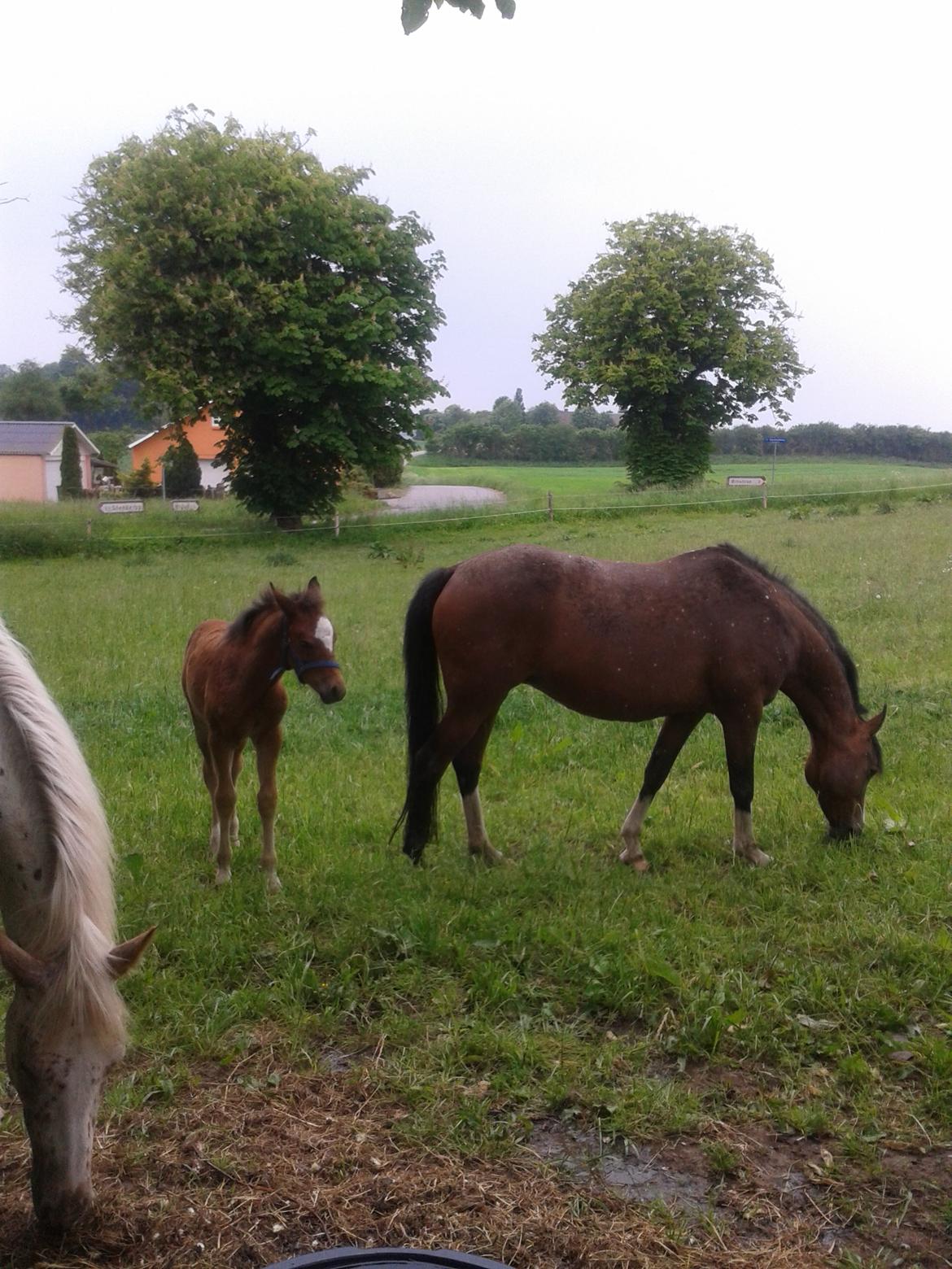 Anden særlig race Nørregaardens Lorenzo billede 5
