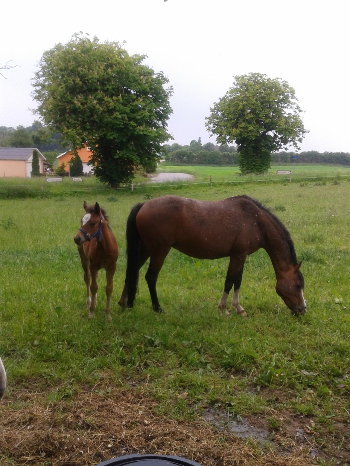 Anden særlig race Nørregaardens Lorenzo billede 6