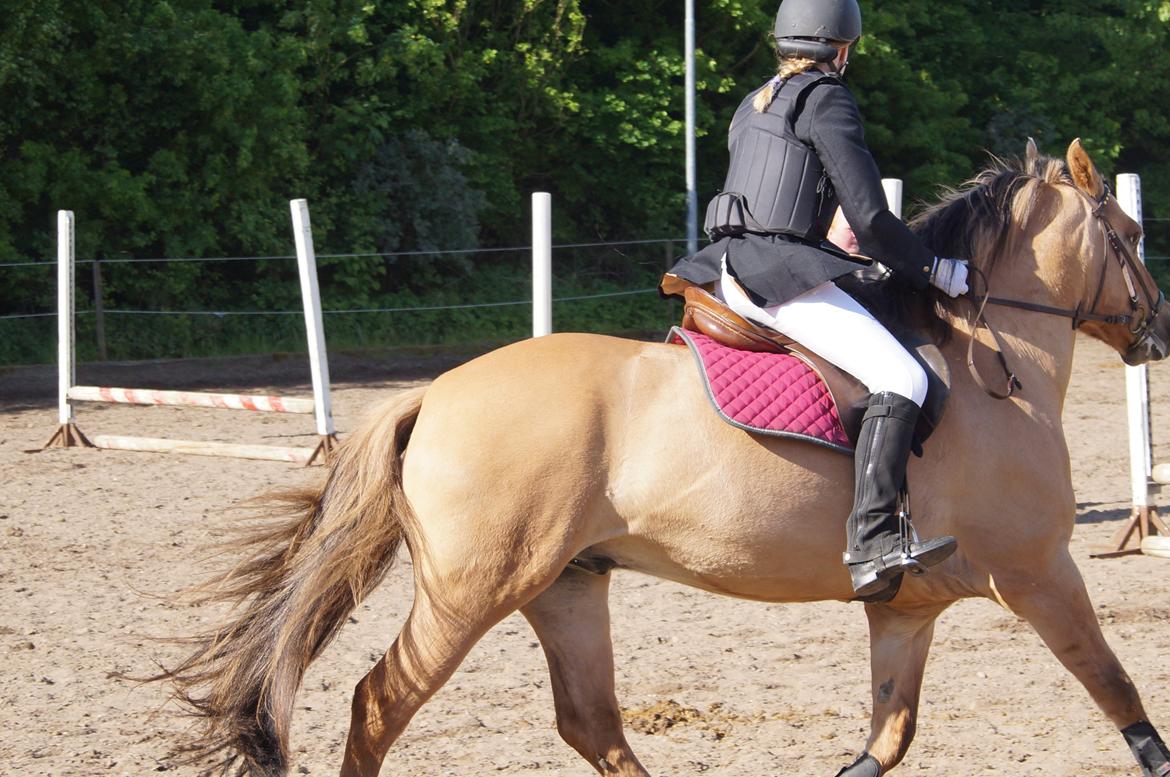 Anden særlig race Dumbledore  - Der findes en flig af galskab i al kærlighed, men også en smule fornuft i al galskab" <3 billede 17