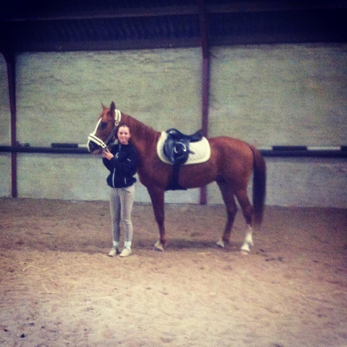 Anden særlig race Havens Astian - 3 gang med sadel! så dygtig :-) billede 5