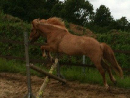 Islænder Kvistur fra Merkivoll (solgt) billede 13