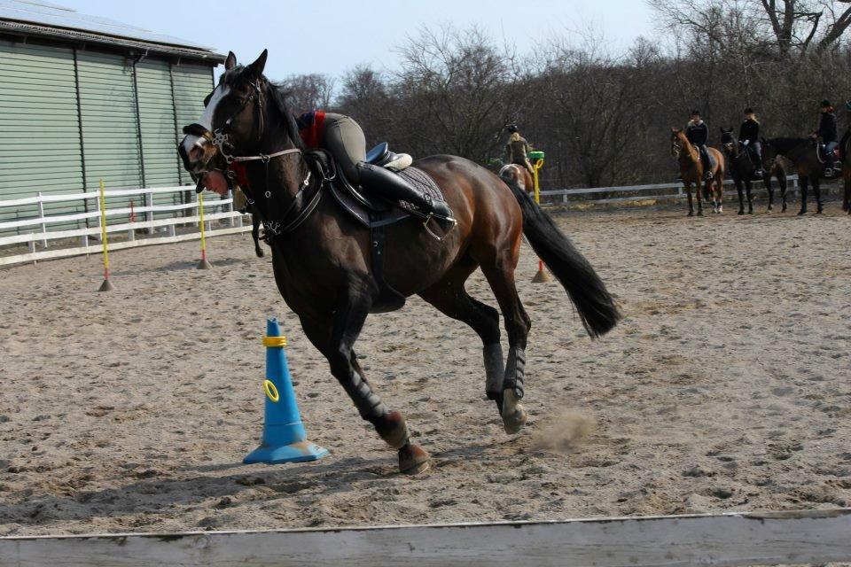 Anden særlig race Sofietje V billede 10