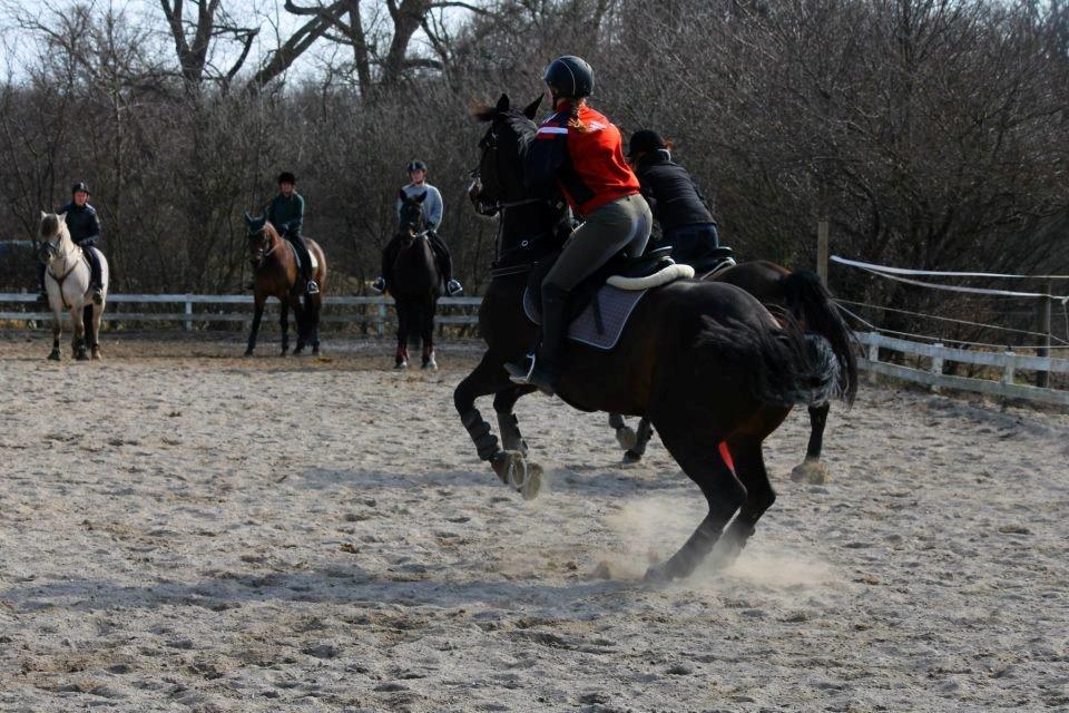 Anden særlig race Sofietje V billede 11