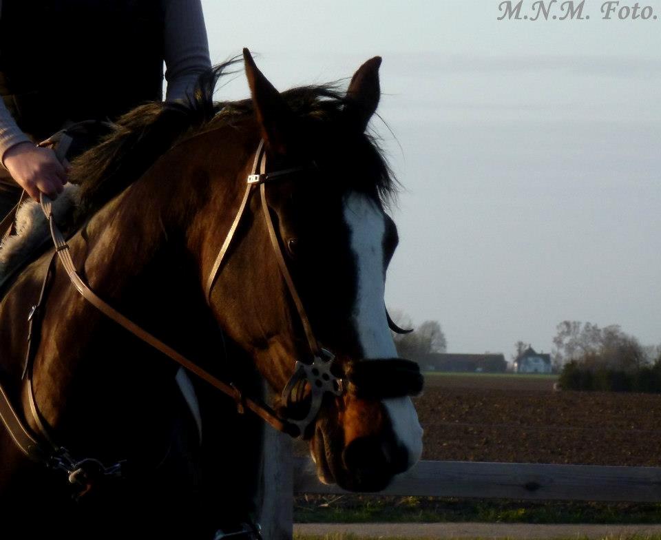 Anden særlig race Sofietje V - Never fuck a horses girls horse!
 billede 14