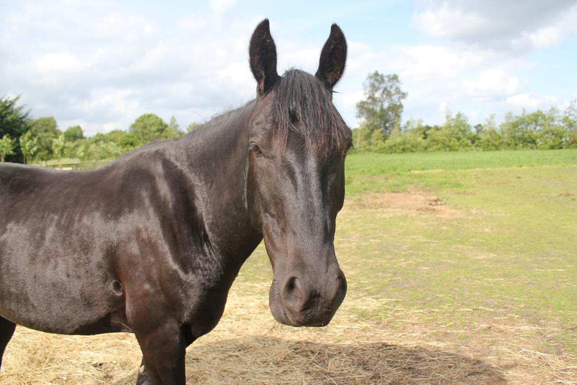 Anden særlig race MartiniQue, ^^min savnede hest - summertime <3 billede 20