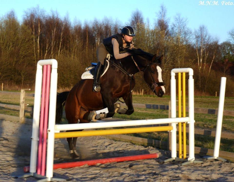 Anden særlig race Sofietje V billede 15