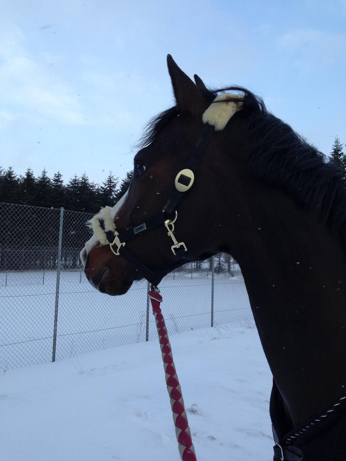 Anden særlig race Sofietje V billede 18