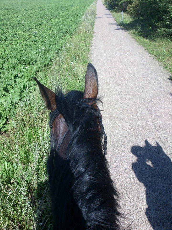 Anden særlig race Sofietje V billede 19
