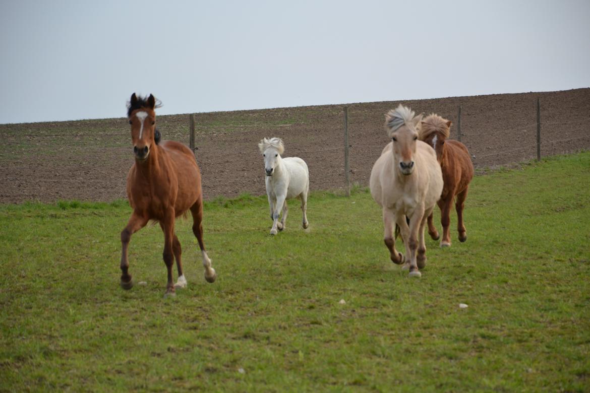 Anden særlig race Bonanza billede 4