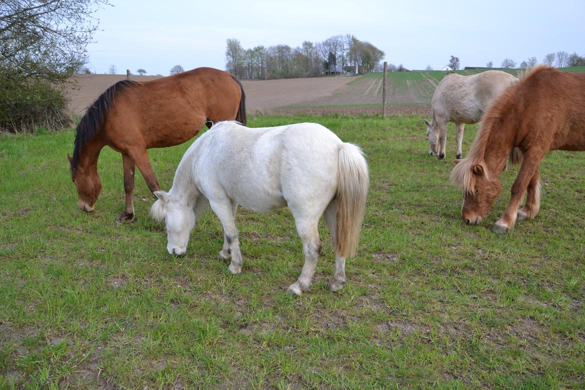 Anden særlig race Bonanza billede 5