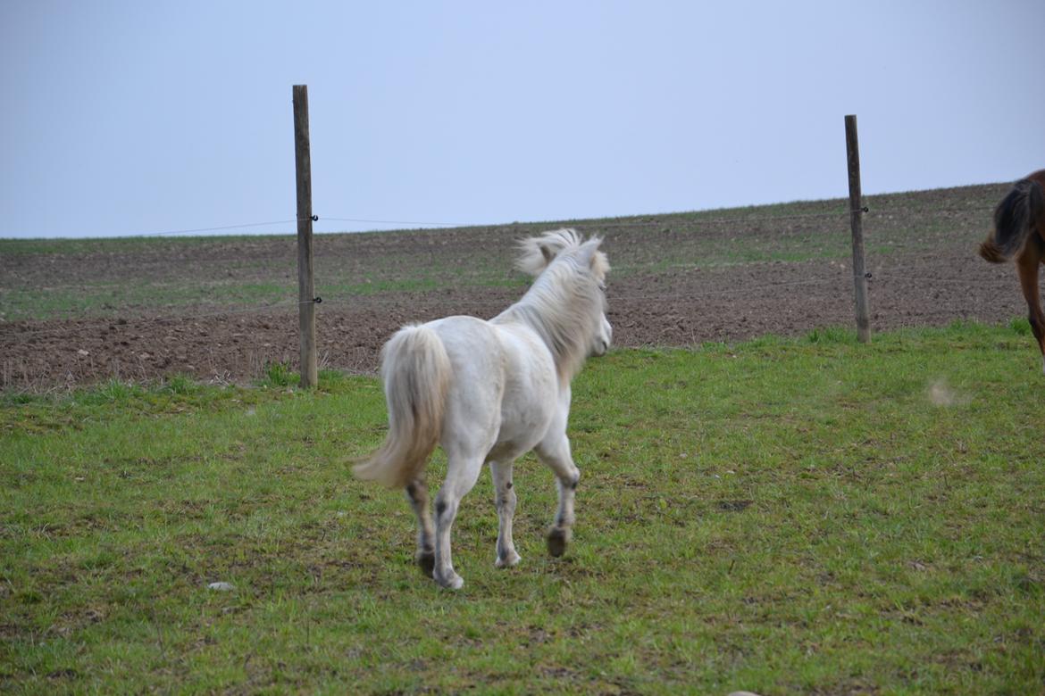 Anden særlig race Bonanza billede 6