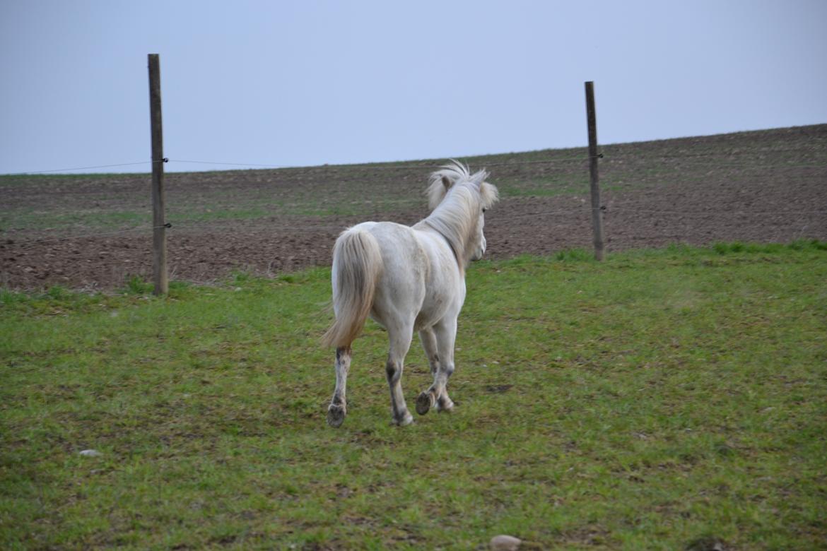Anden særlig race Bonanza billede 7