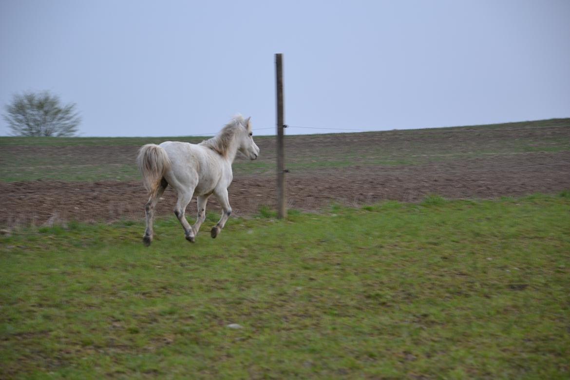 Anden særlig race Bonanza billede 8