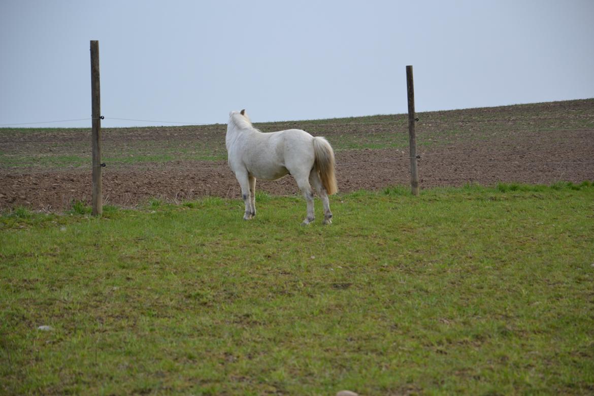 Anden særlig race Bonanza billede 9