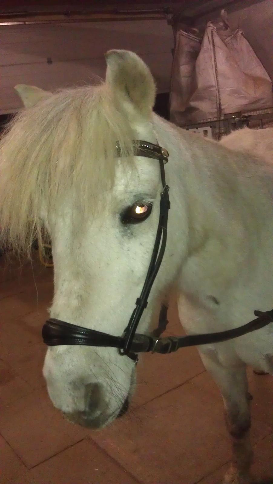 Anden særlig race Bonanza billede 1