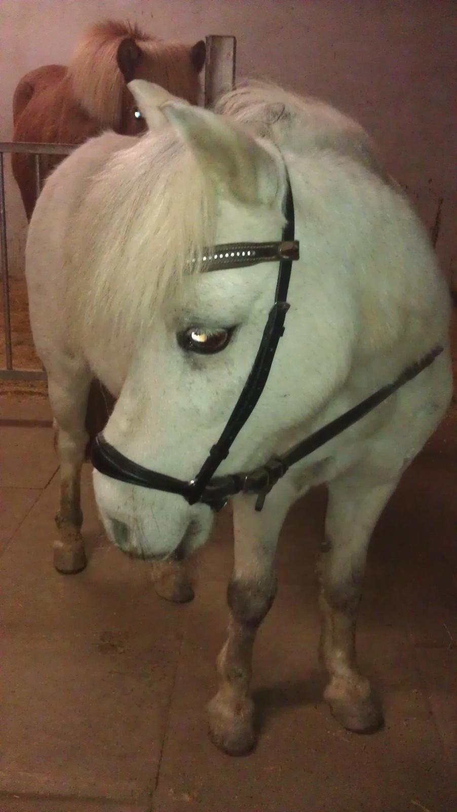 Anden særlig race Bonanza billede 10