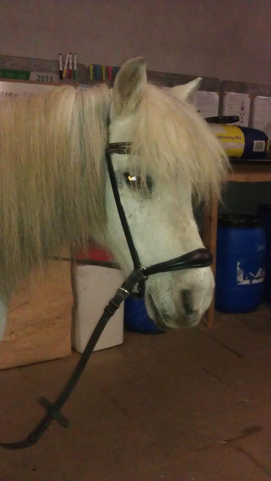 Anden særlig race Bonanza billede 11